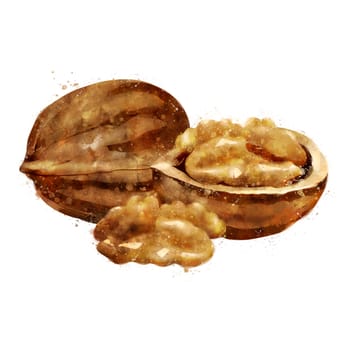 Walnut,, isolated illustration on a white background