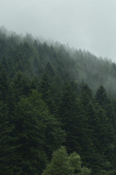 Misty landscape with foggy forest. Mystery mountain scenery or moody hipster background