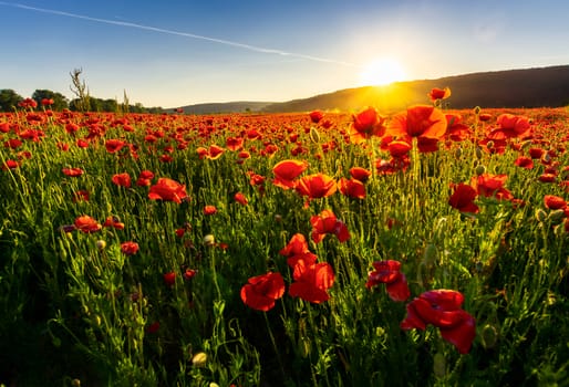 poppy flowers field in mountains. beautiful summer landscape at sunset