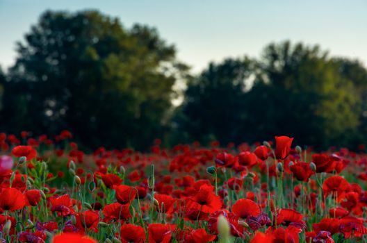 forest behind the poppy field. lovely nature scenery in evening light.