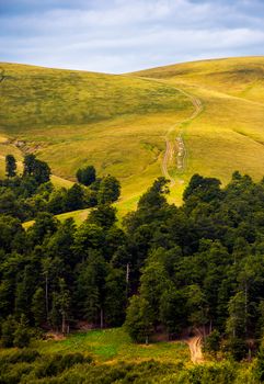 path through birch forest to the mountains. beautiful late summer scenery in Carpathian alps