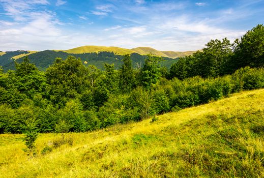 forested hills and meadows of Svydovets ridge. lovely summer landscape of Carpathian mountains in afternoon