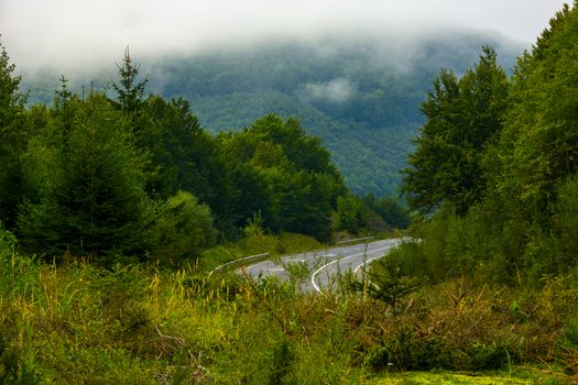 road among the forest in mountains. lovely nature scenery on a foggy day