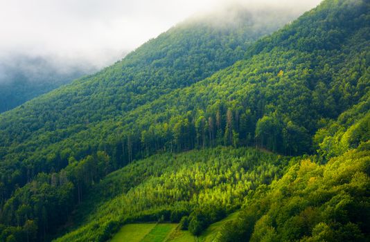 mountain pine forest and glade in the morning fog and sunrise light