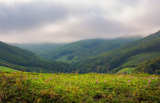 landscape with fields and  forest on hillside. lovely foggy and cloudy sunrise in mountains