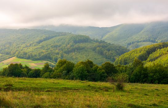 landscape with fields and  forest on hillside. lovely foggy sunrise in mountains