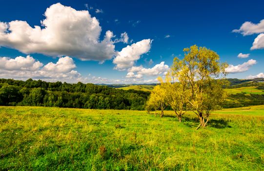 row trees a hillside in autumn. lovely countryside scenery in mountains under the blue sky with fluffy clouds