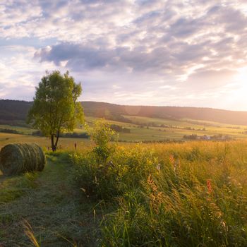 Summer sunset meadow with tree