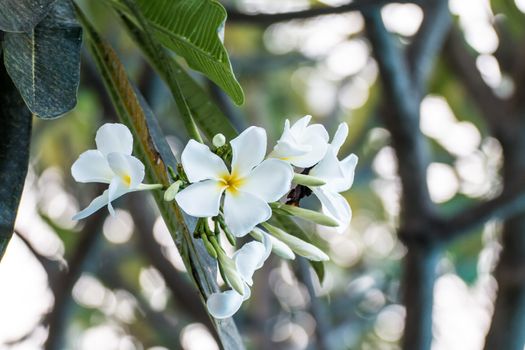 beautiful tropical flowers frangipani (plumeria)