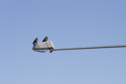 Pair of Western jackdaws on Street Light with a blue sky.