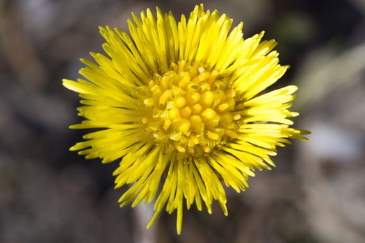 Tussilago farfara Close up macro image.