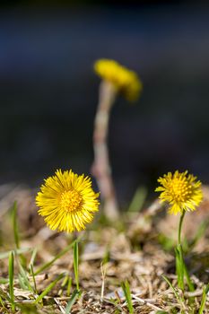 Tussilago farfara Close up macro image.
