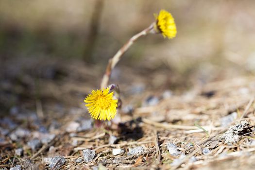 Tussilago farfara Close up macro image.