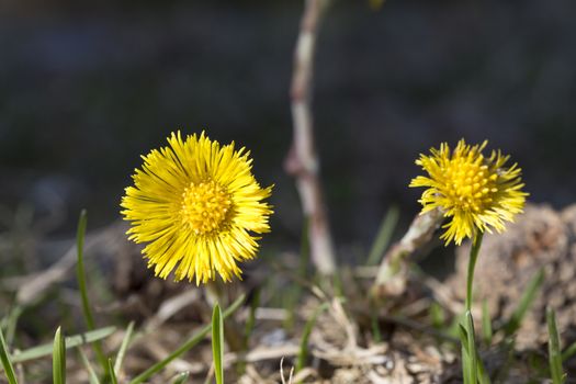 Tussilago farfara Close up macro image.