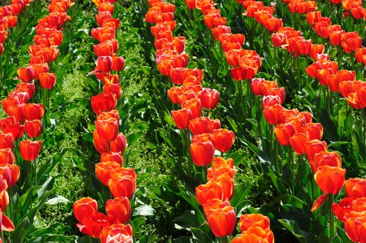 Beautiful tulips fields during the springtime