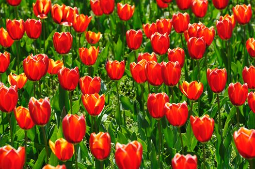 Beautiful tulips fields during the springtime