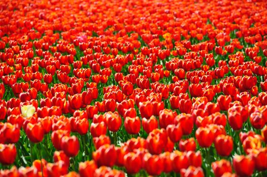Beautiful tulips fields during the springtime