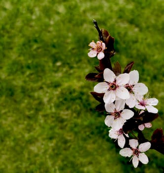 pinlk blossom peach blooming in the spring on grass background fresh