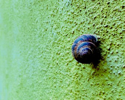 snail on a bumpy colorfull wall close up concept