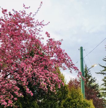 spring outdoor colorful background with trees in bloom