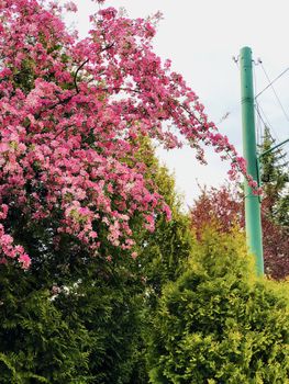 spring outdoor colorful background with trees blooming in pink