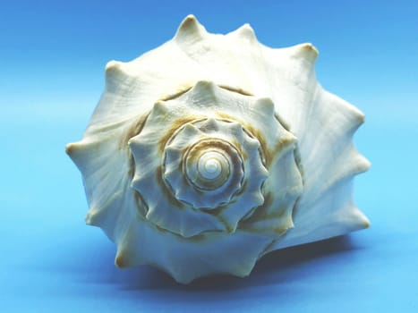 huge ocean sea shellfish closeup white on blue background isolated spa relax season vacation concept