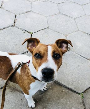 Jack russel dog pet white and brown on a leash begging to be released