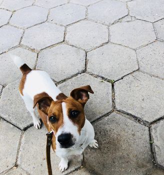 Jack russel dog pet white and brown on a leash being angry