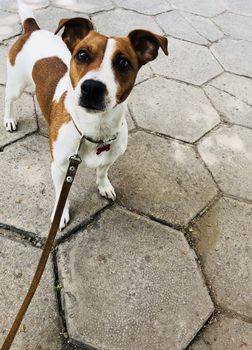Jack russel dog pet white and brown on a leash asking for something