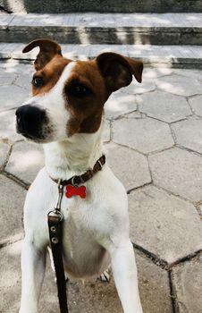 Jack russel dog pet white and brown on a leash being impatient