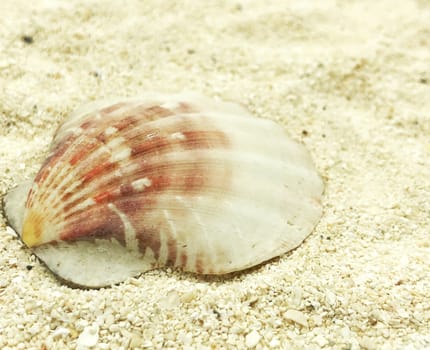 ocean sea shell closeup on sand summer season sunny closeup concept