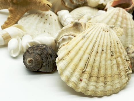ocean sea shellfish and shells closeup on white detail summer season travel beach concept