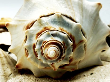 ocean seashell closeup on sand summer season concept