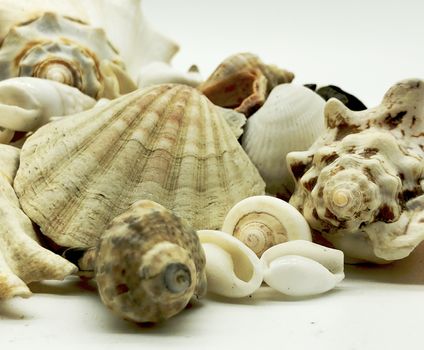 ocen sea shell starfish  shellfish summer season beach travel vacation closeup concept