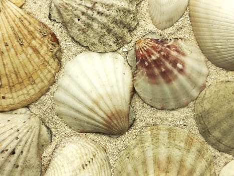 ocean shells closeup on sand summer season sunny closeup concept  background