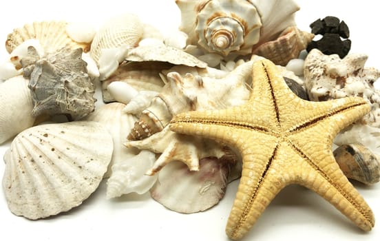 seashell starfish shell summer season closeup concept