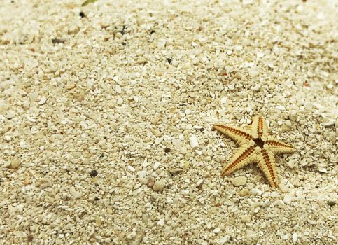 tiny starfish on sand closeup shot summer concept