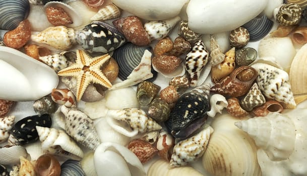 tiny seashell starfish shell summer season closeup concept