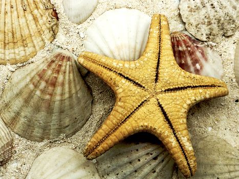 starfish and ocean sea shells closeup on sand texture detail summer season travel beach concept