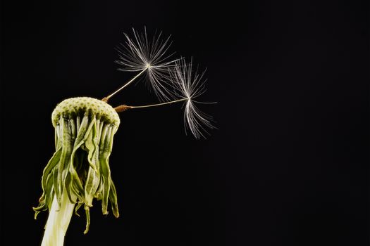 Close-up of dandelion isolated on the black background