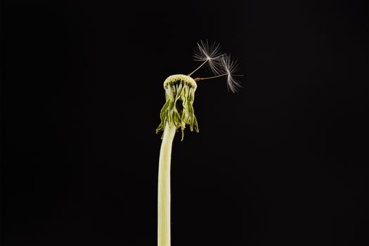 Close-up of dandelion isolated on the black background