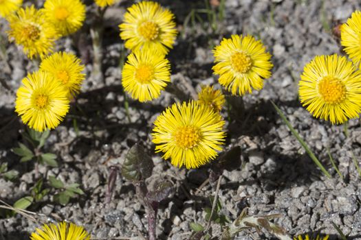 Tussilago farfara Close up .