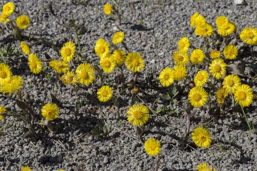 Tussilago farfara Close up .