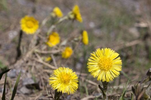 Tussilago farfara Close up .