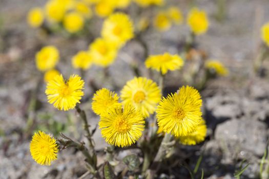Tussilago farfara Close up .