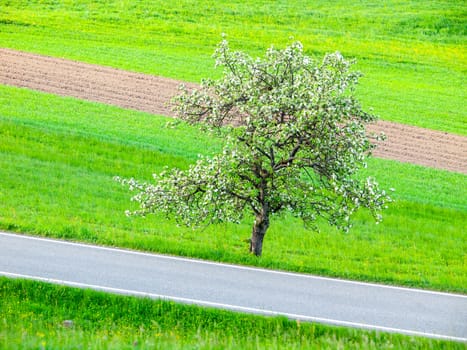 Blooming cherry tree at the asphalt road on the sunny spring day.