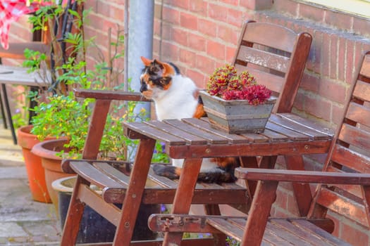 Cute cat relaxes on a wooden chair in the garden, cat sitting on the chair