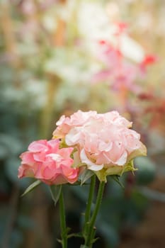 The background image of the colorful flowers, background nature