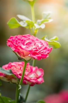 The background image of the colorful flowers, background nature