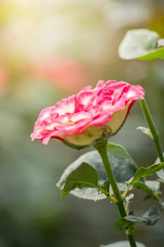 The background image of the colorful flowers, background nature